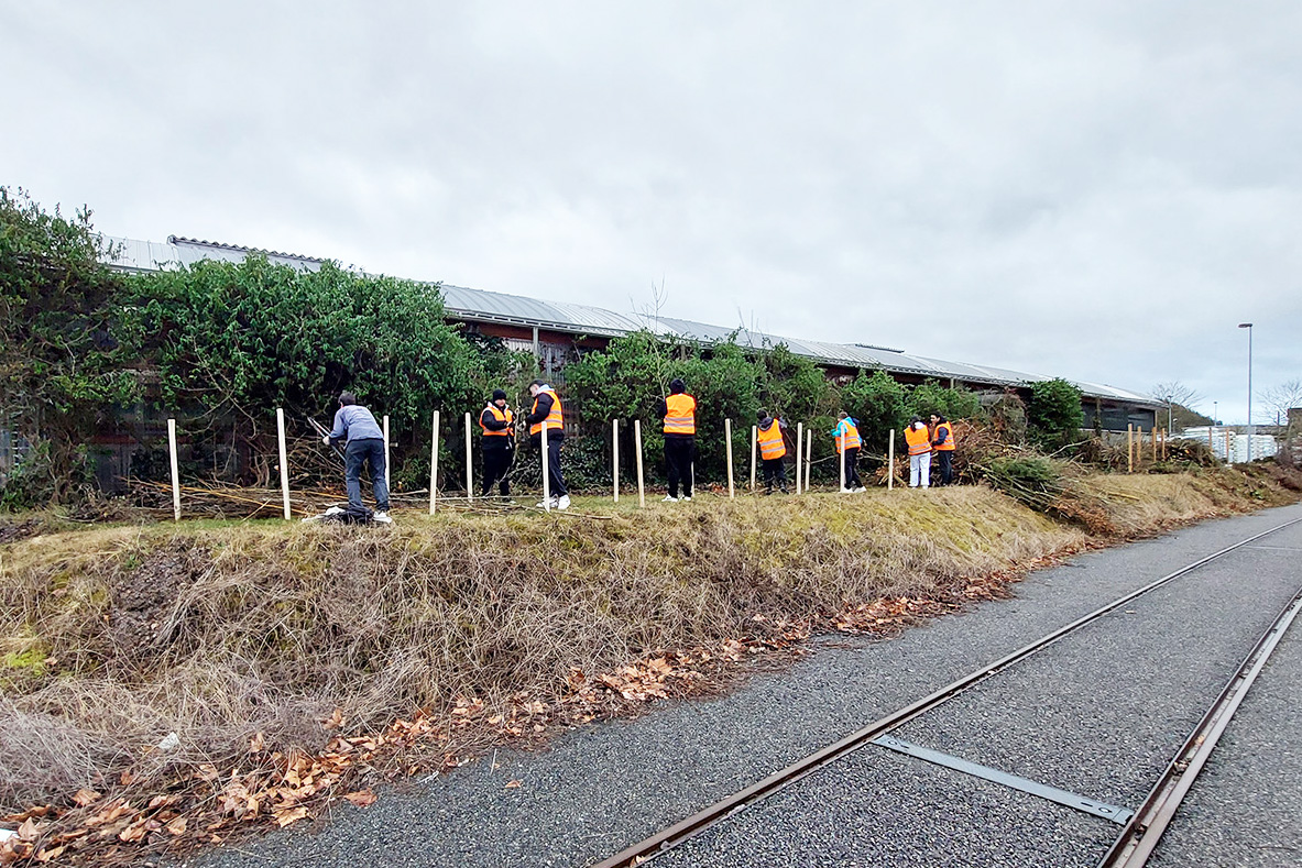 Benjeshecke Jugendlich beim Erstellen einer Benjeshecke